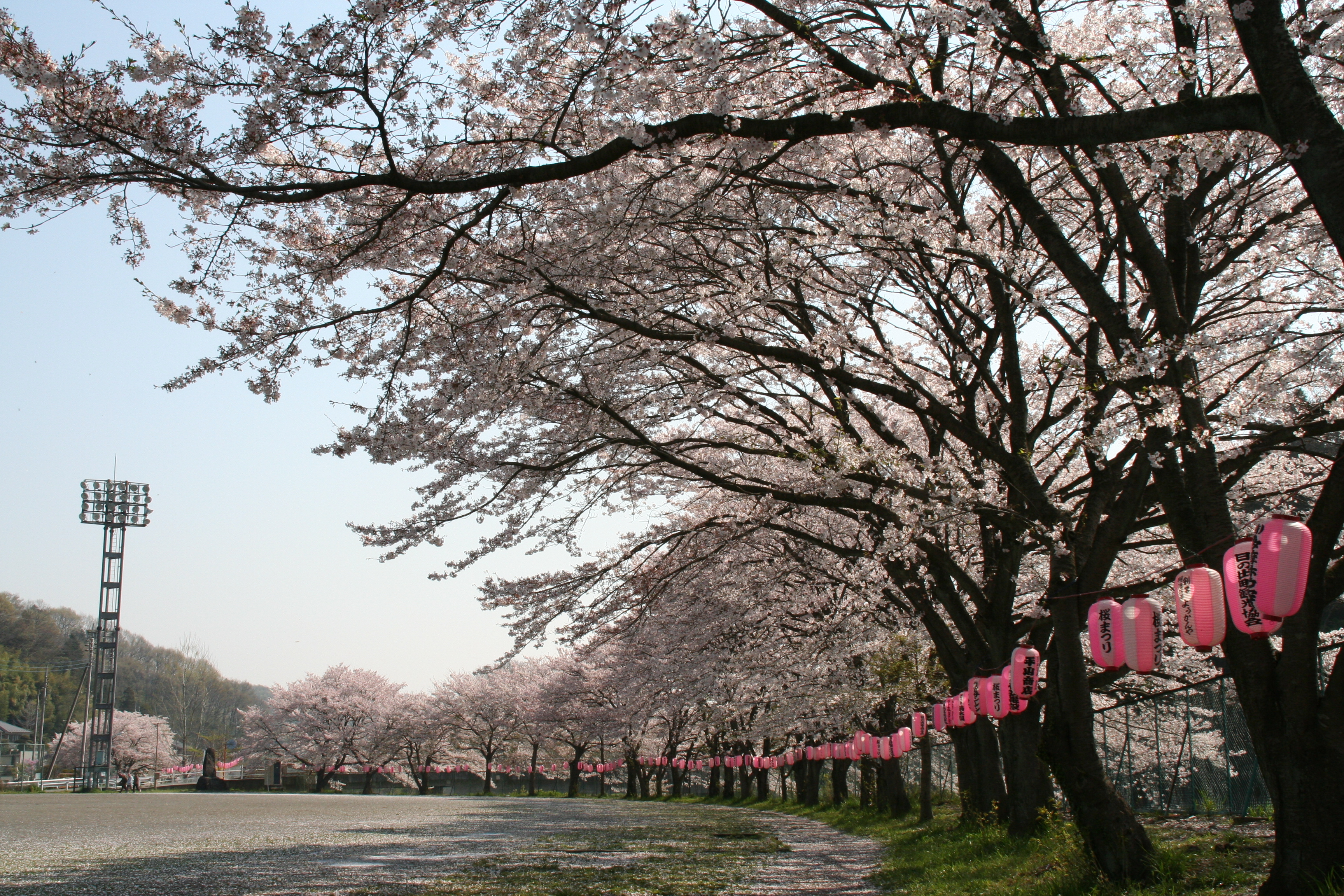 日の出町の桜のフォトアルバム