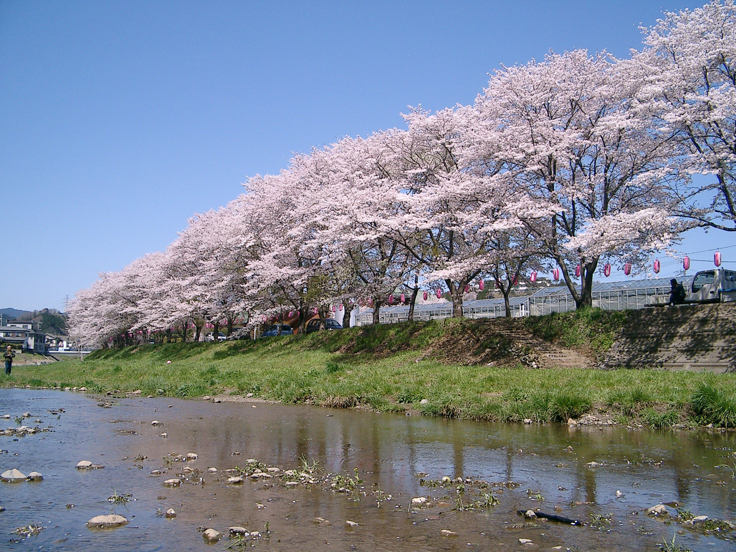 日の出町の桜風景2