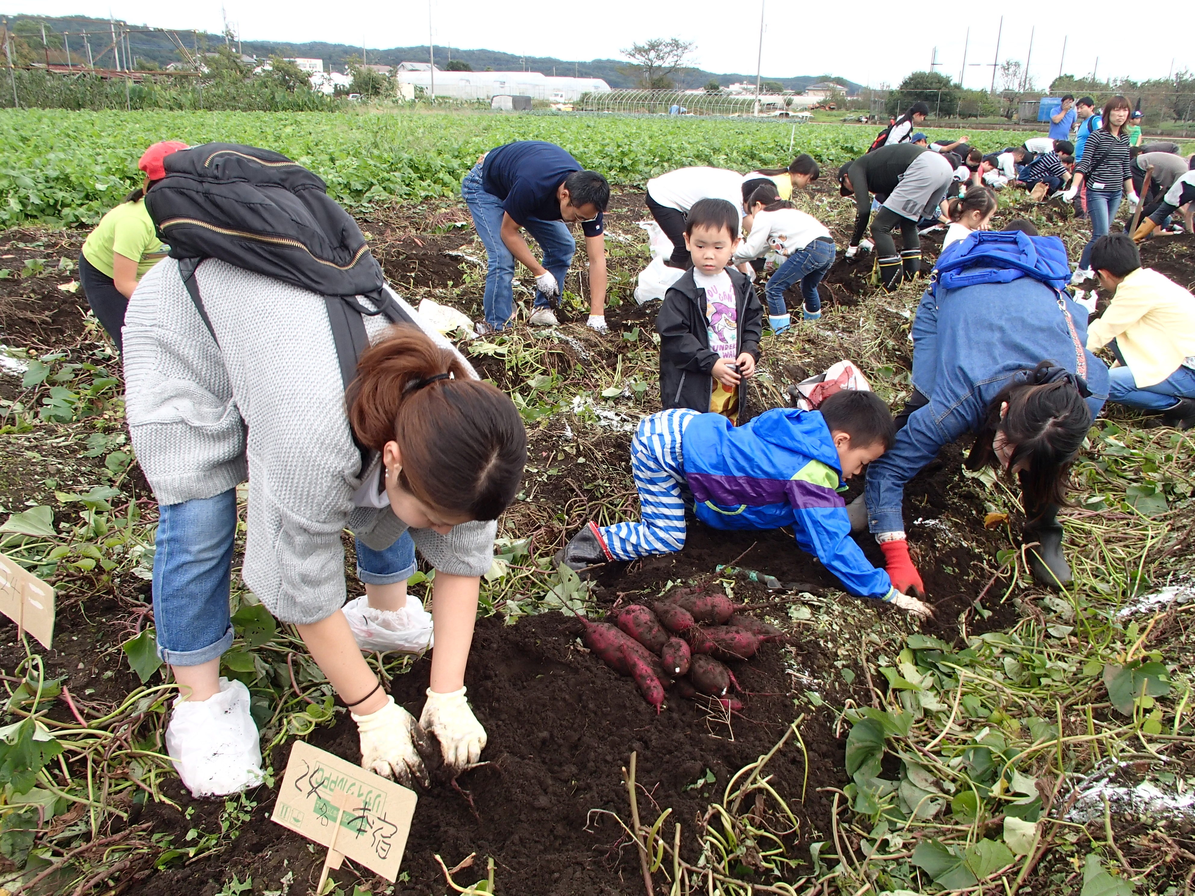 親子イモ掘り・トン汁を食べよう！1