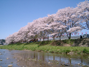 塩田堤のサクラ