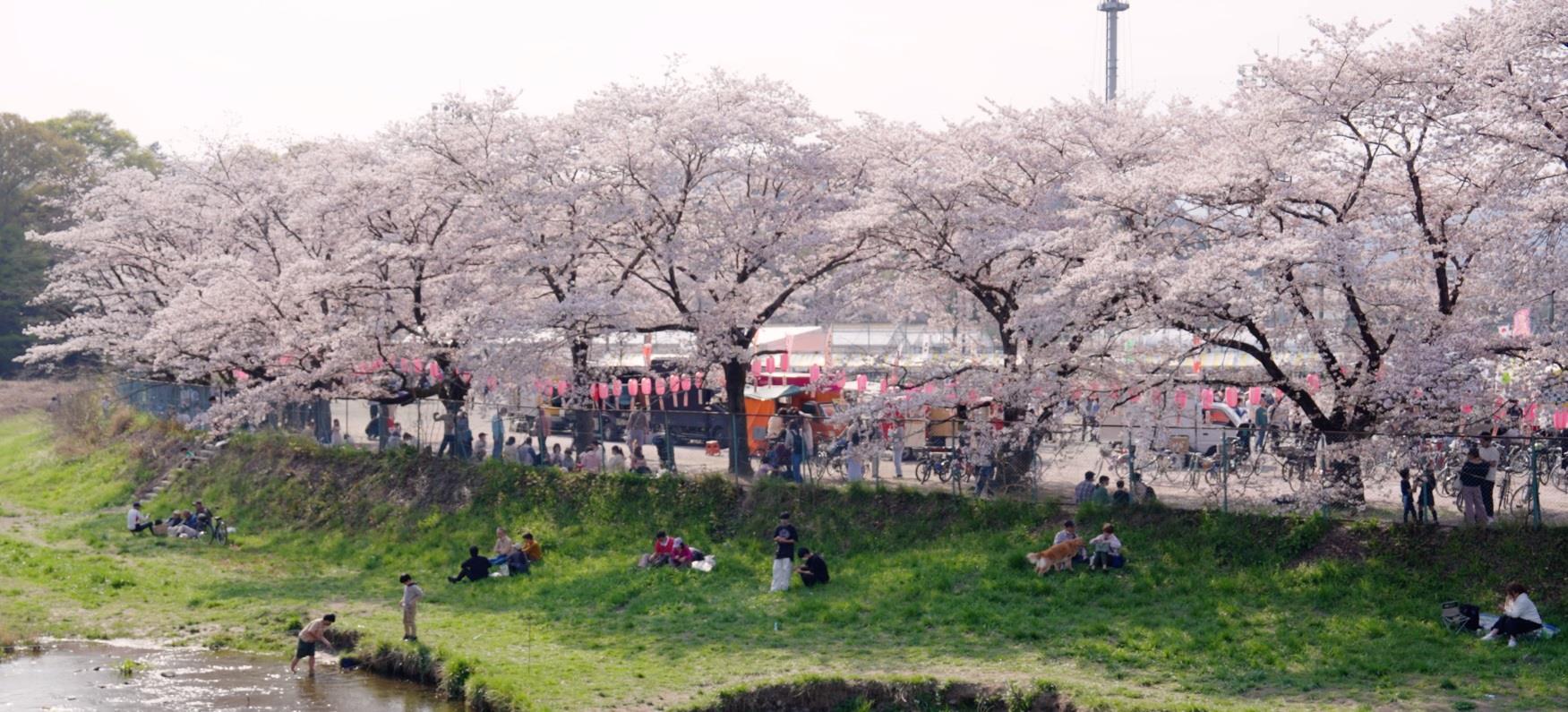 塩田堤の桜