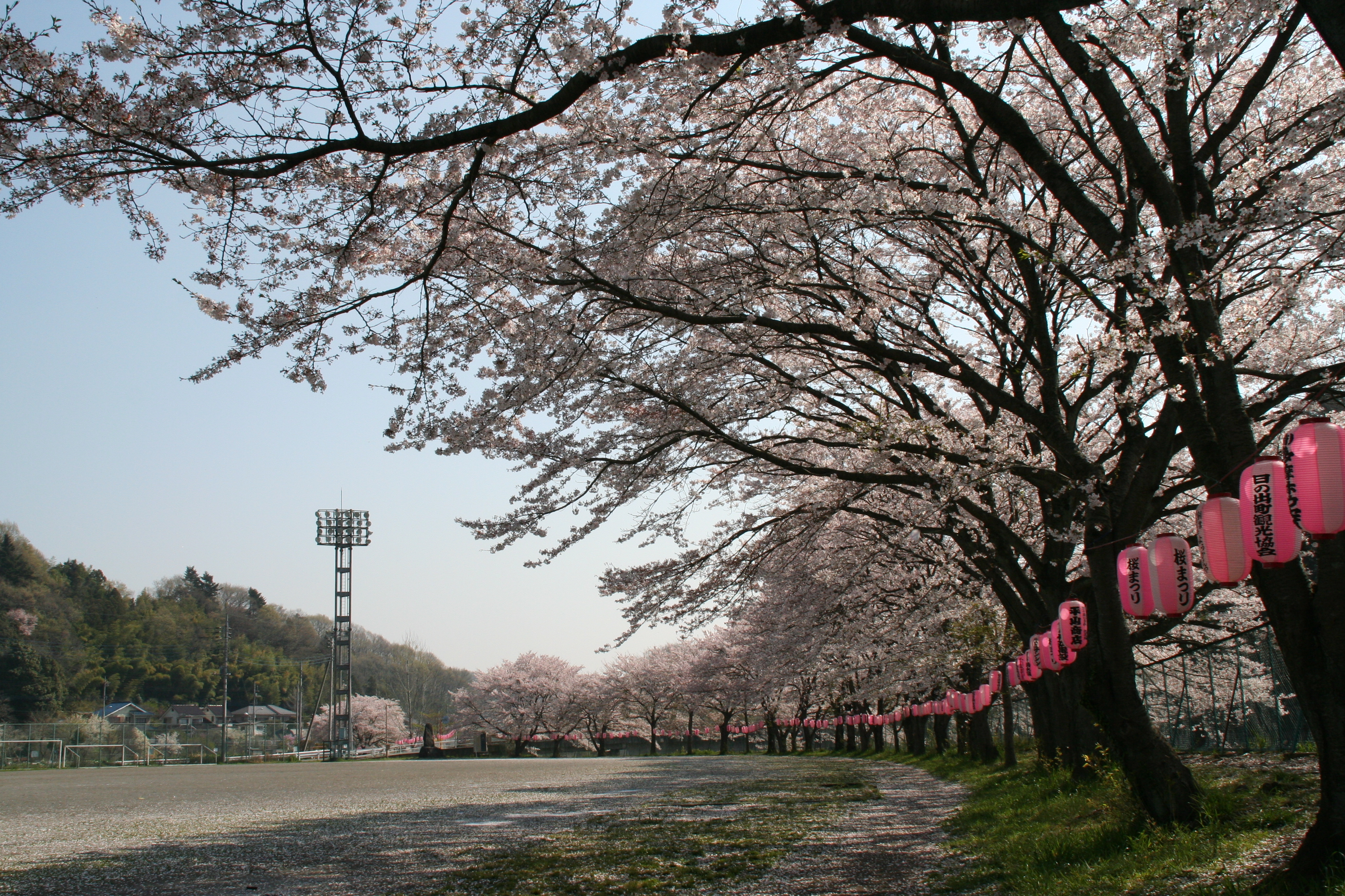 桜の画像