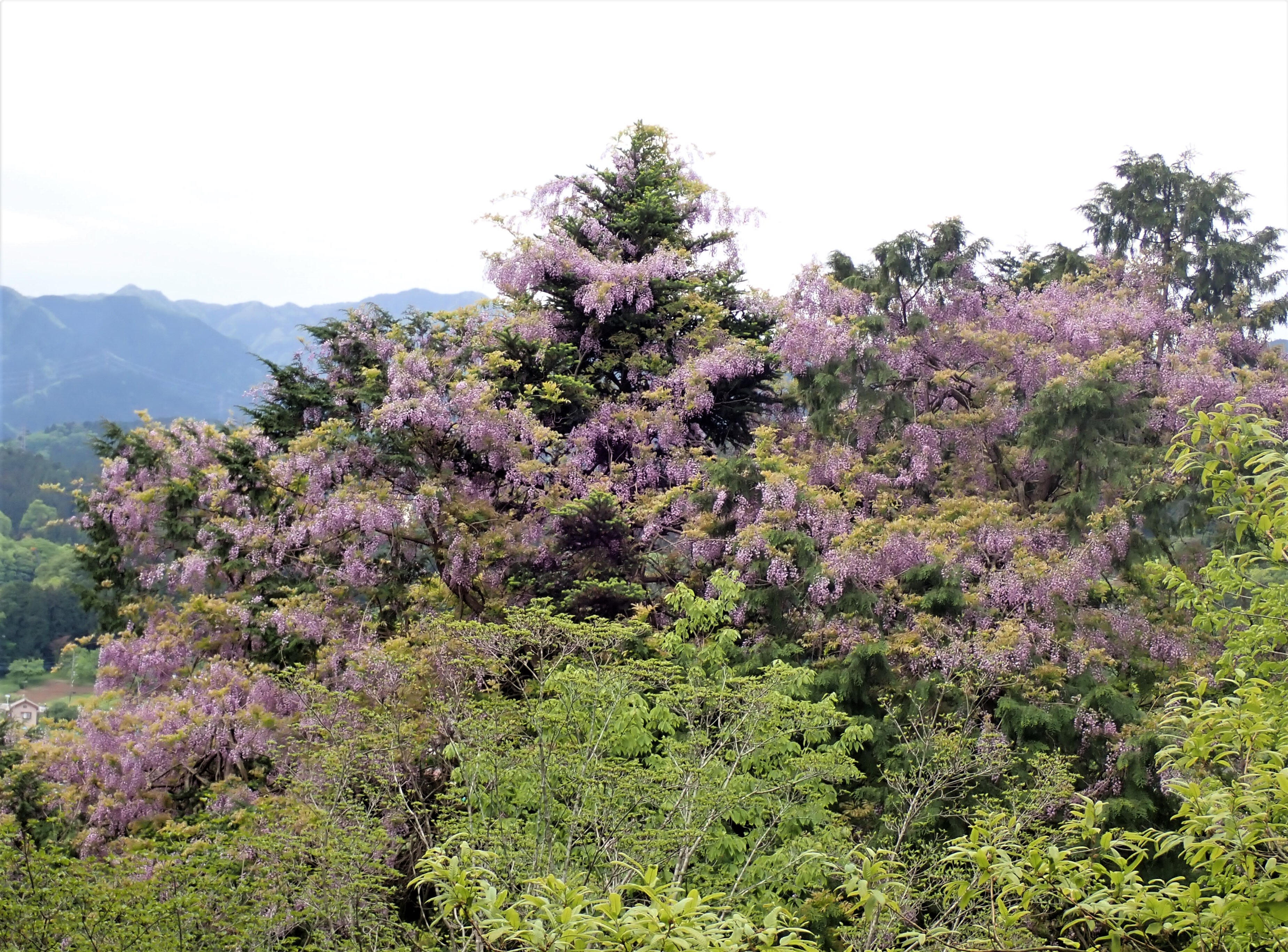 大久野のフジの画像